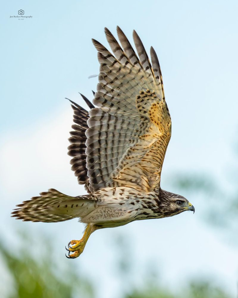 Hawks Perching Above Garden Spaces