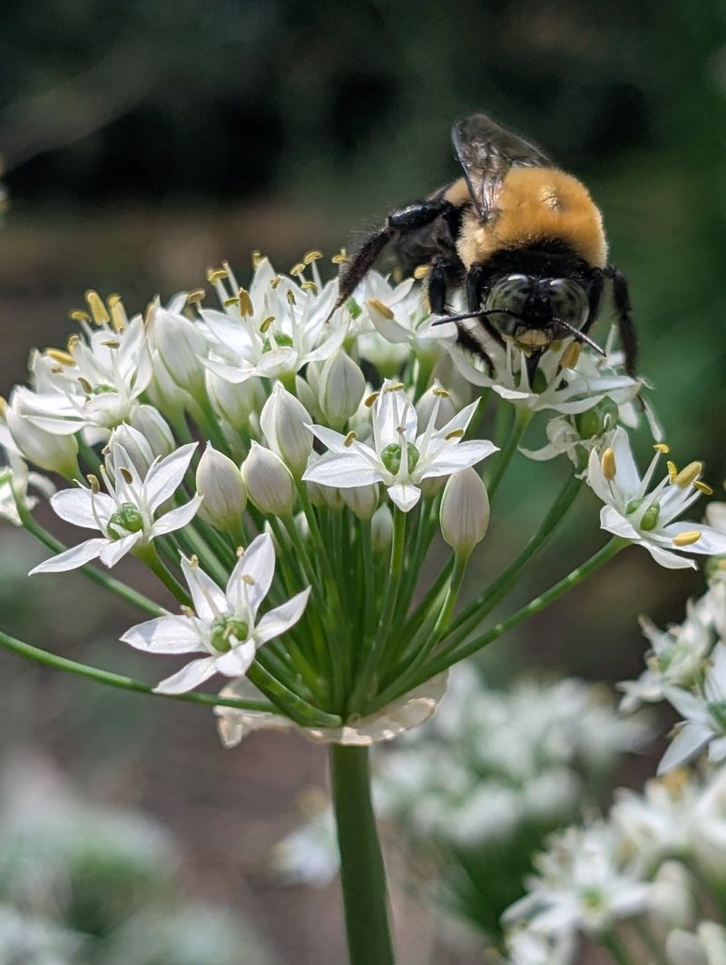 Native Bees Pollinating Vegetable Blooms