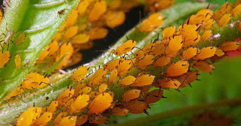 Aphid Colonies Sucking Life From Garden Plants
