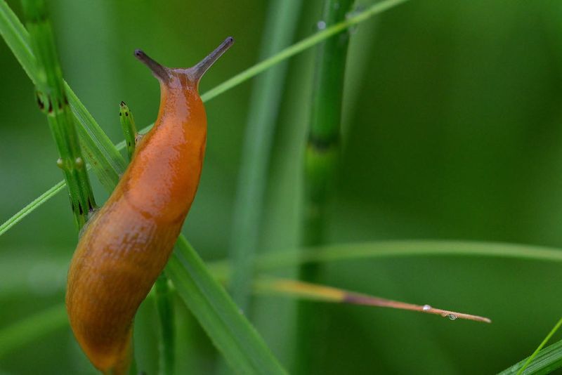 Slugs And Snails In Damp Beds