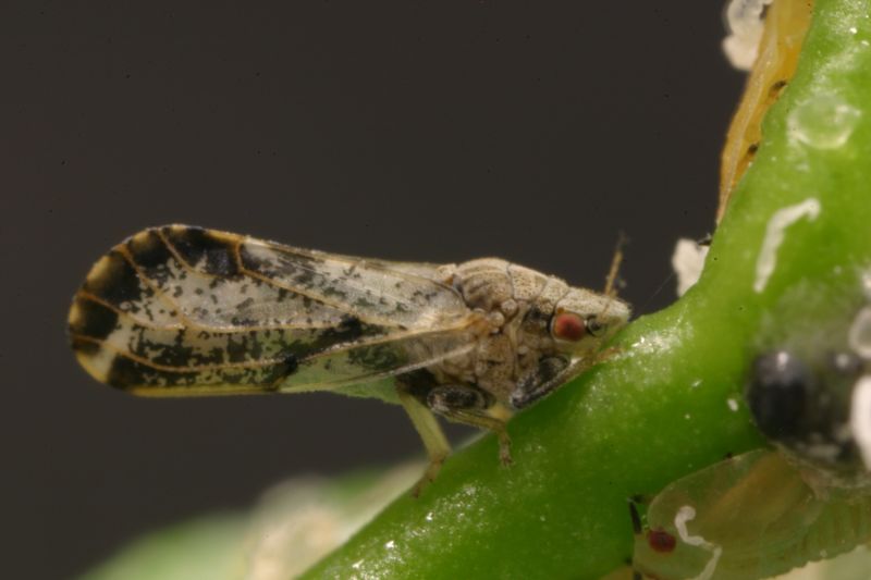 Asian Citrus Psyllids: Tiny Citrus Killers