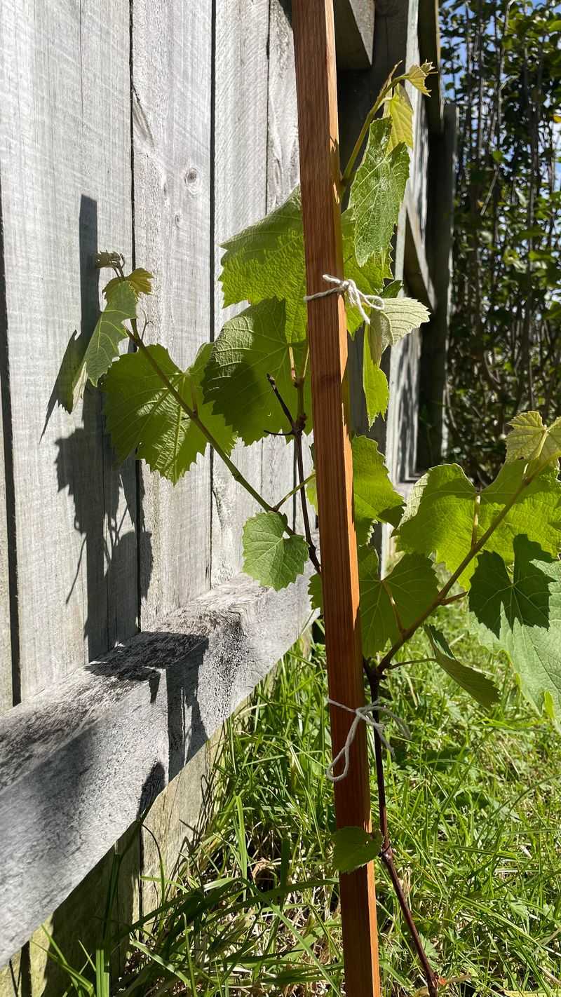 Grapes Need October Attention