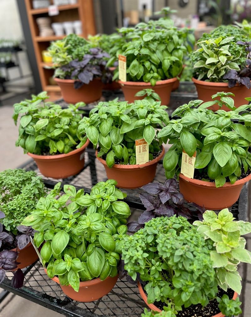 Perennial Herbs