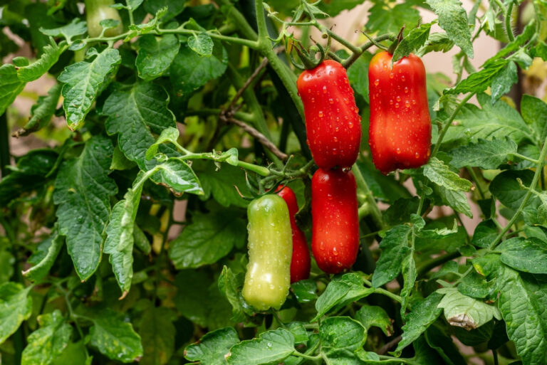 San marzano, italian tomato (featured image)
