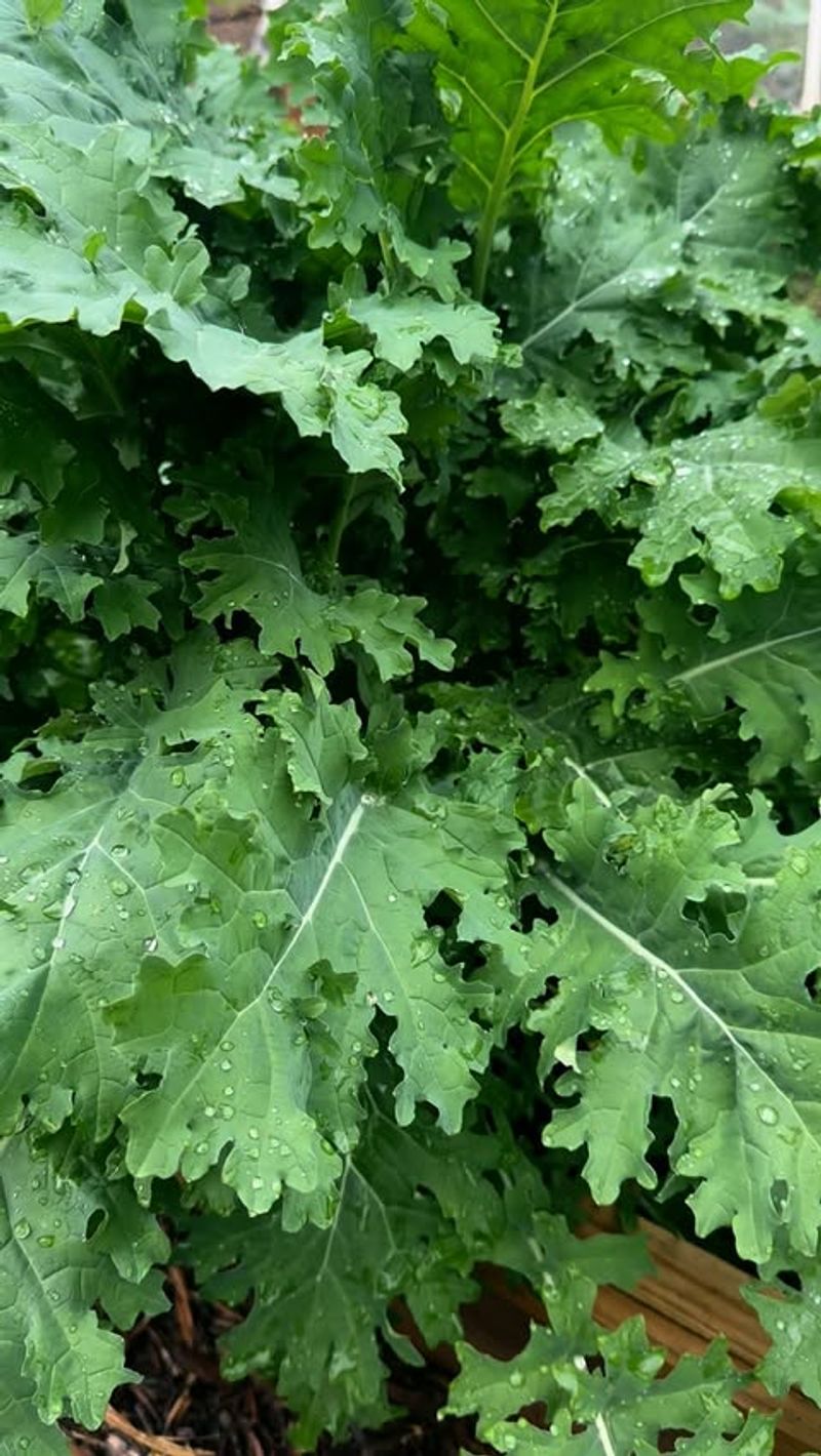 Kale