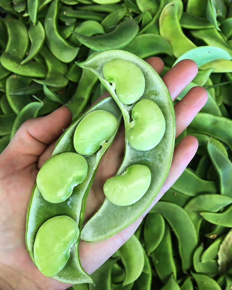Lima Beans