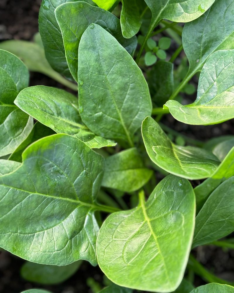 Spinach