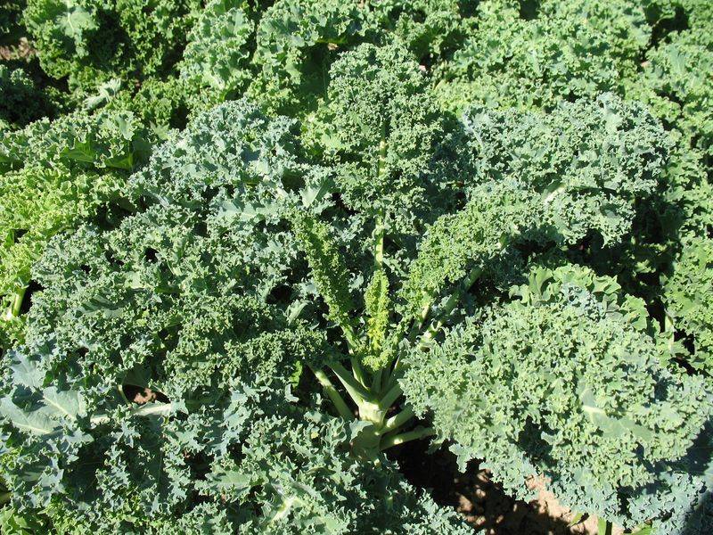 Leafy Kale: The Cold-Weather Champion