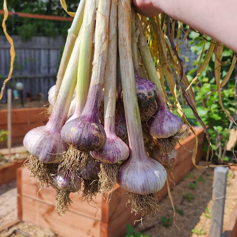 Garlic: The Two-Season Surprise