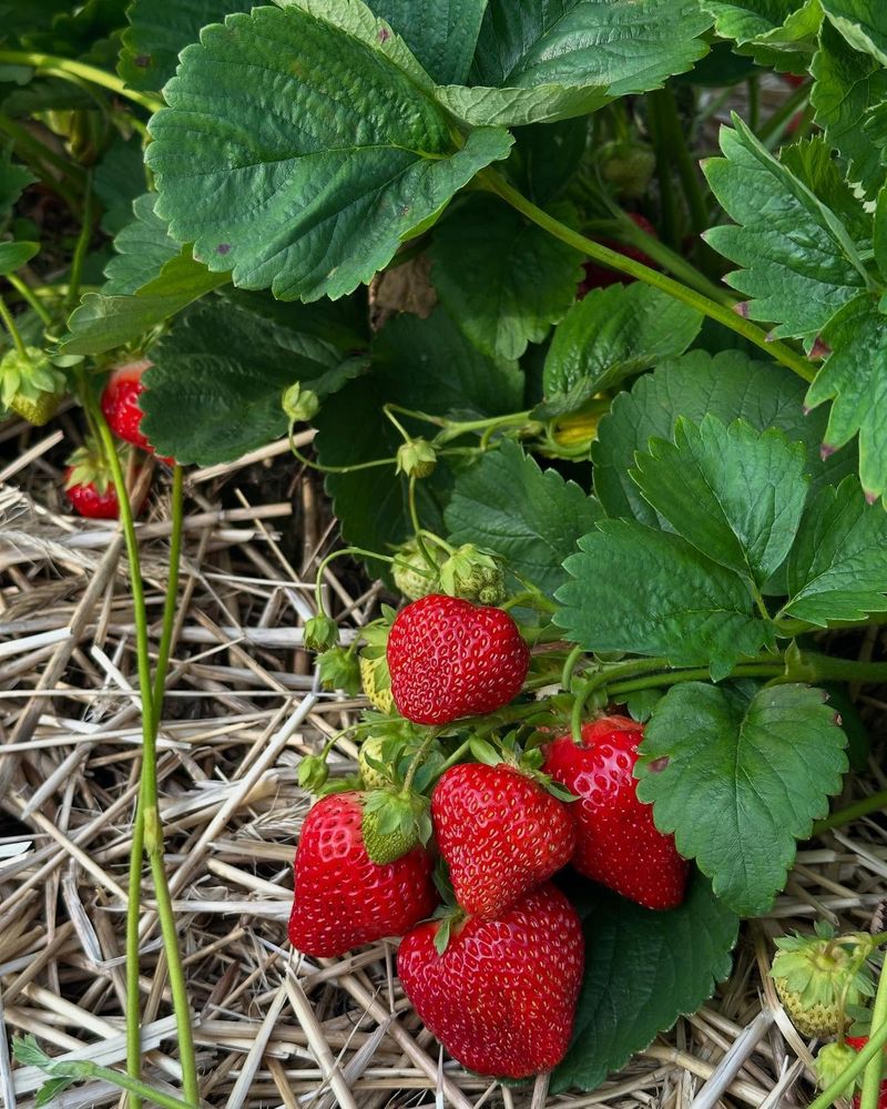 Broccoli and Strawberries