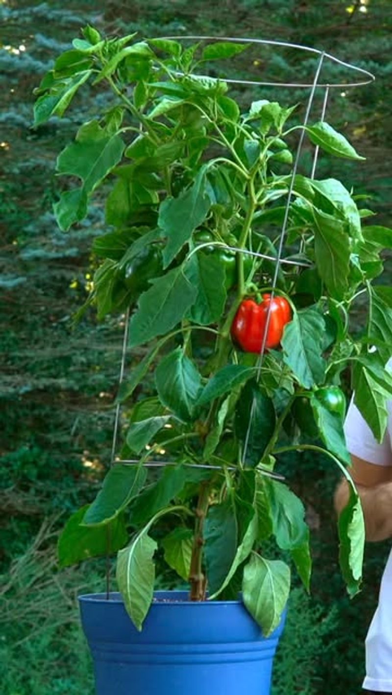 Bell Peppers