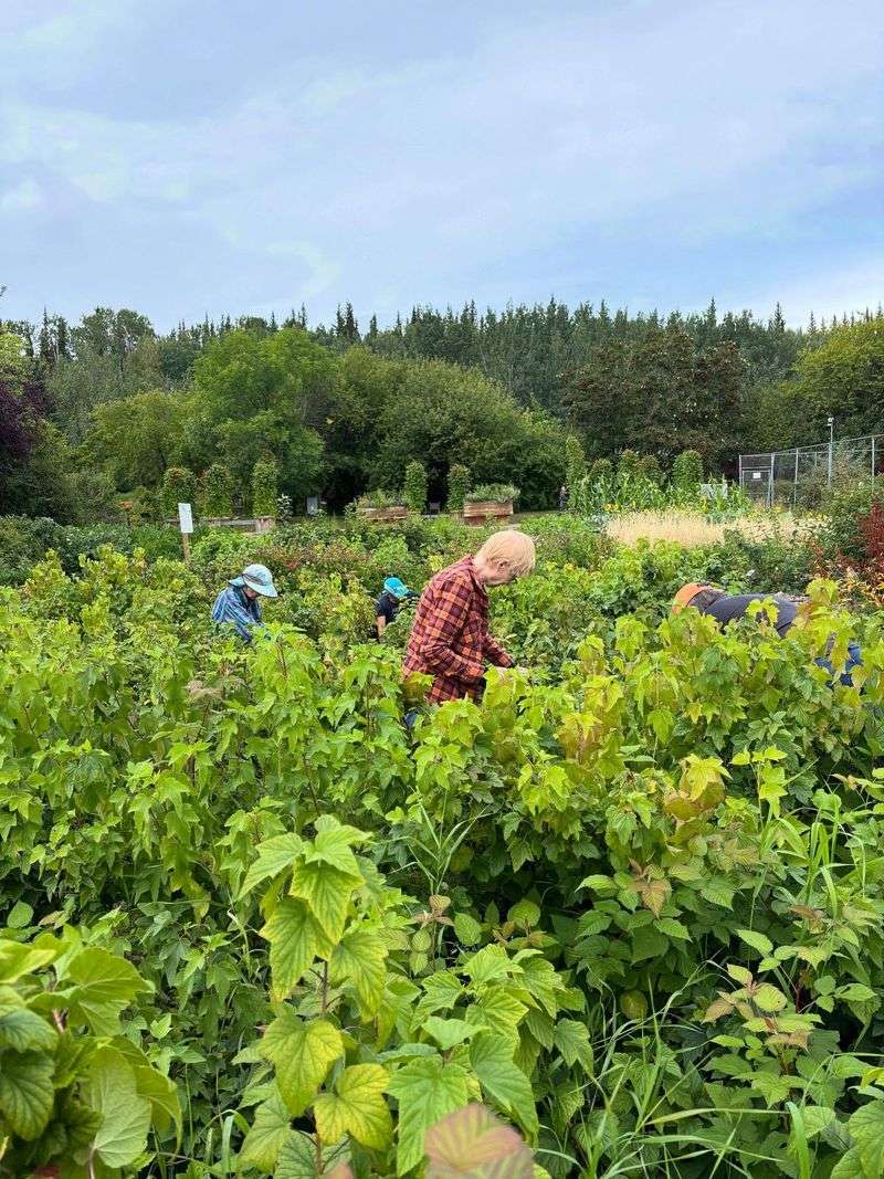Fairbanks Experimental Farm Gardens