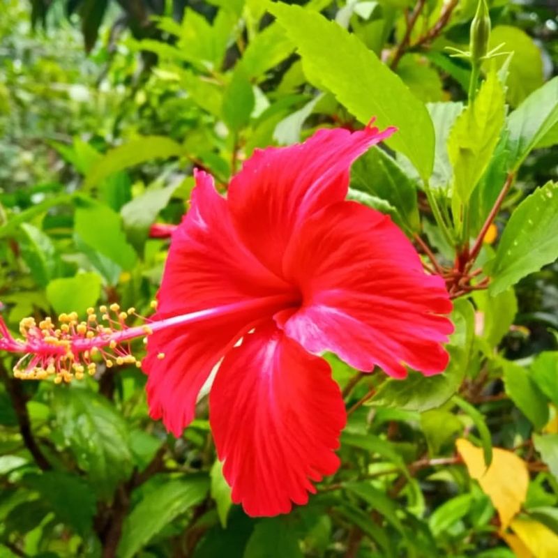 Plant Response: Branching Stimulation Vs. Energy Conservation