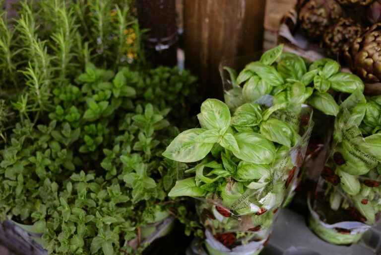 Fresh Basil and Herb Plants