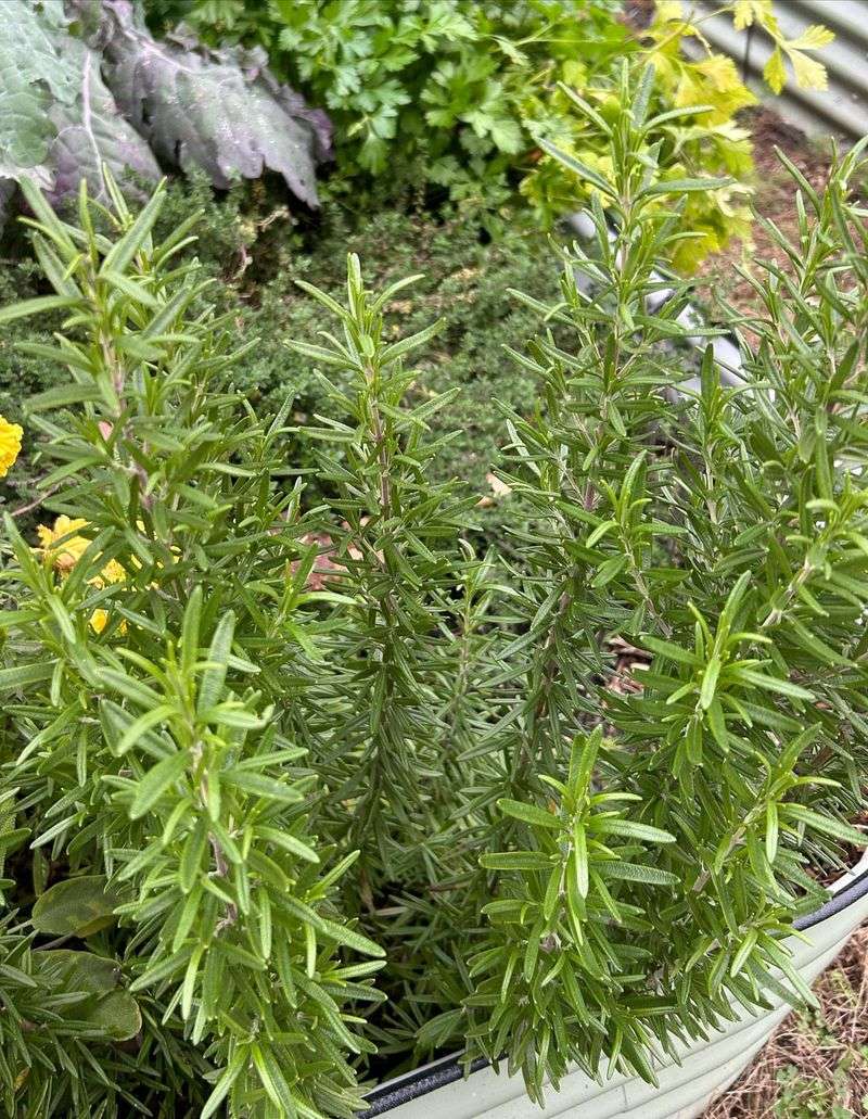 Rosemary: The Drought-Tolerant Superstar