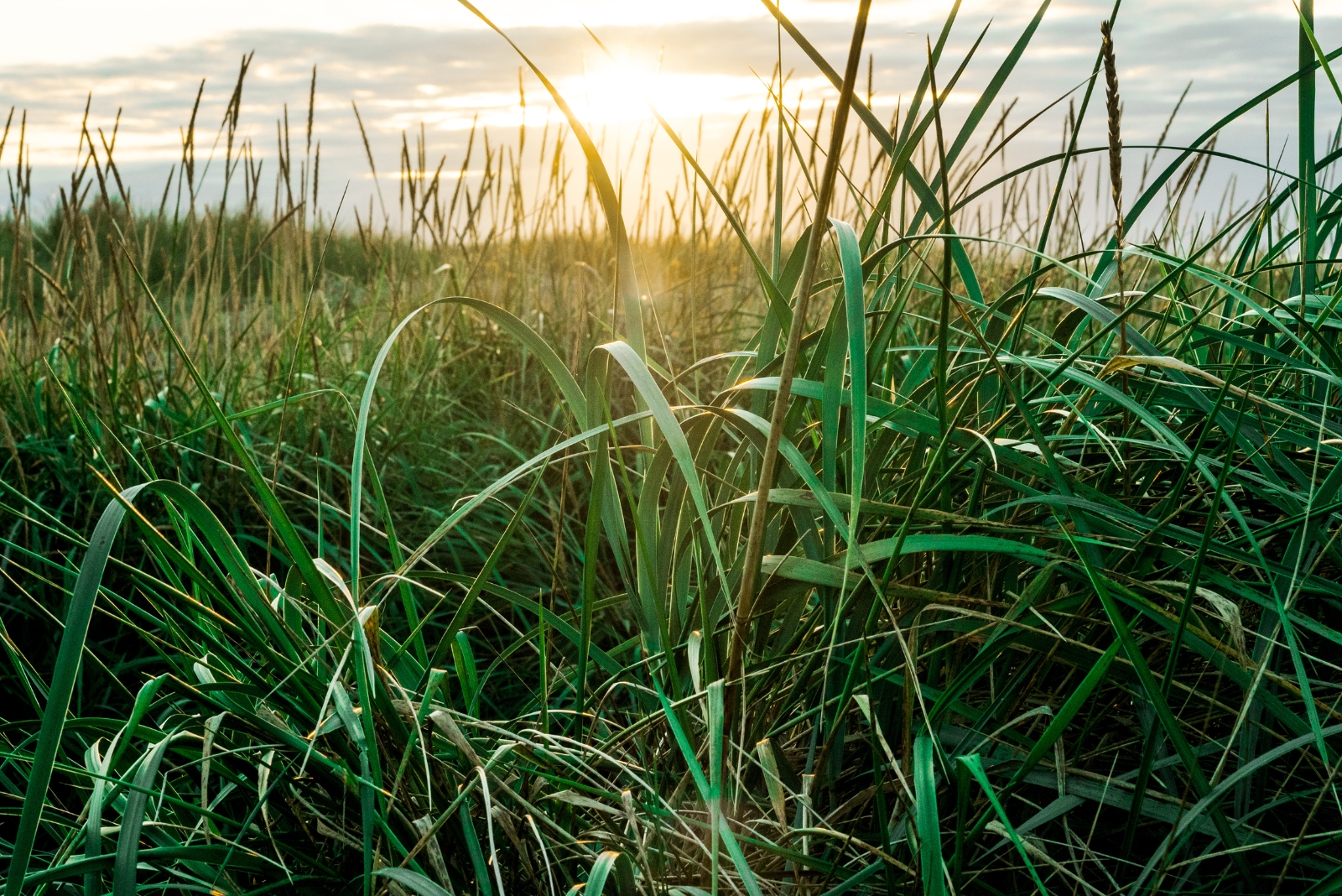 Top Drought Tolerant Lawns For Nevada Homeowners