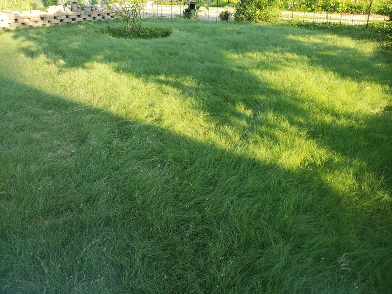 Buffalograss