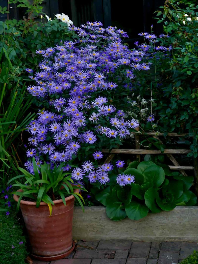 Extended Blooming Season Through Proper Support