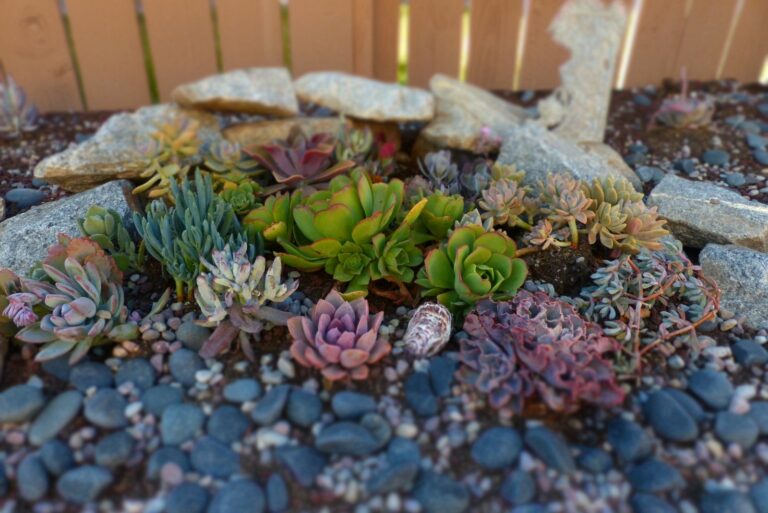 Succulent Colored Rock Garden