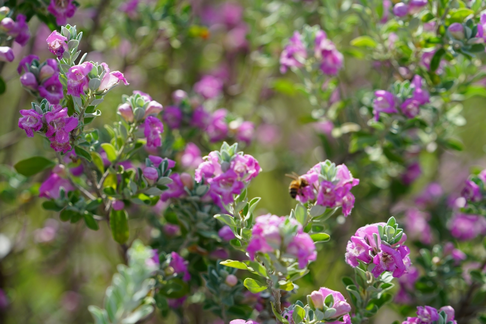 Texas Sage (featured image)