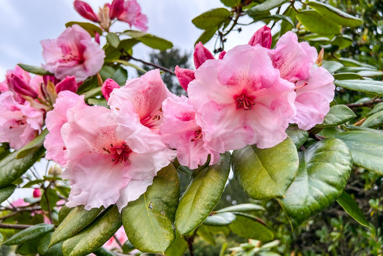 Pacific rhododendron (Rhododendron macrophyllum)
