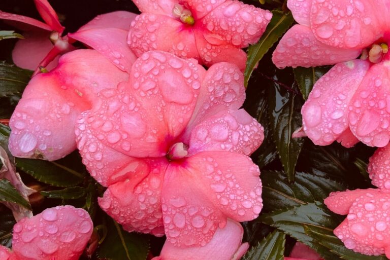 New Guinea Impatiens