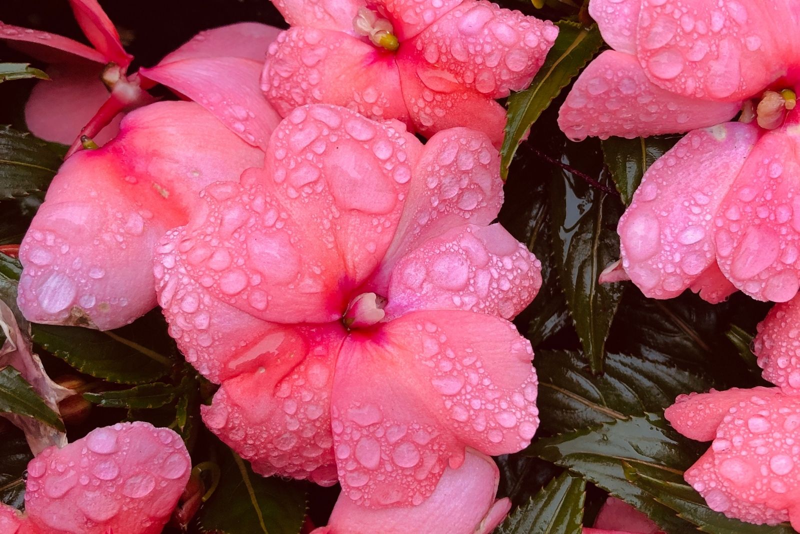Top Shade Annuals That Thrive In Pacific Northwest Gardens