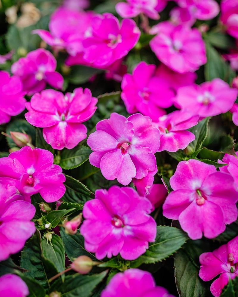 Impatiens: The Shade Garden's Best Friend