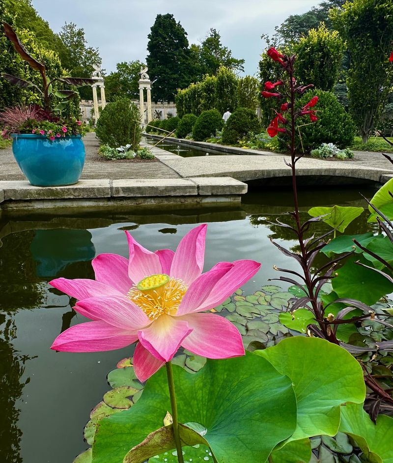 Water Gardens