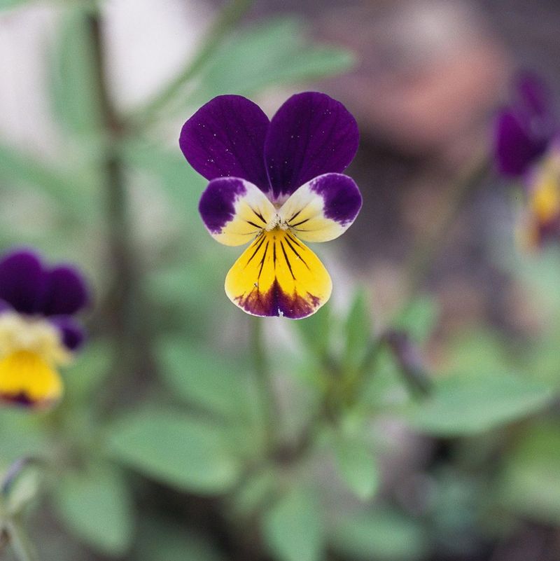 Viola: Cheerful Faces For Cooler Seasons