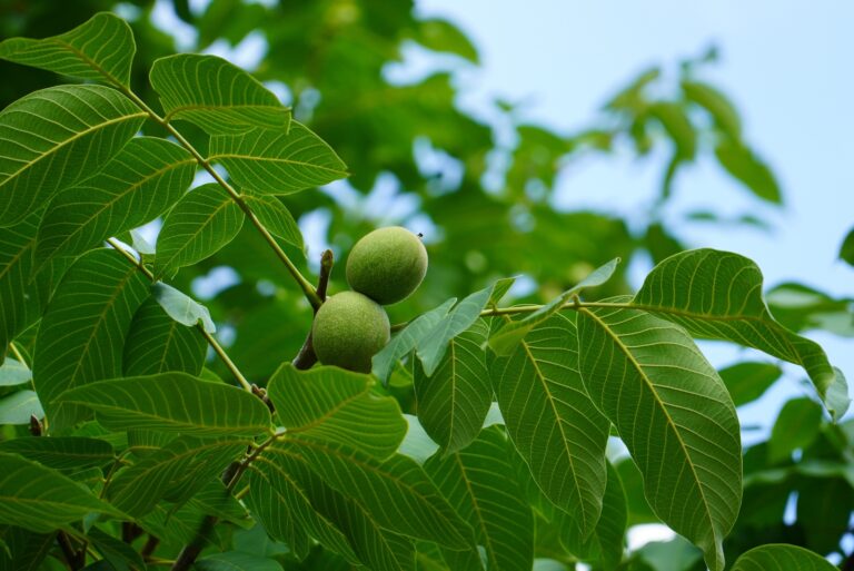 black walnut tree