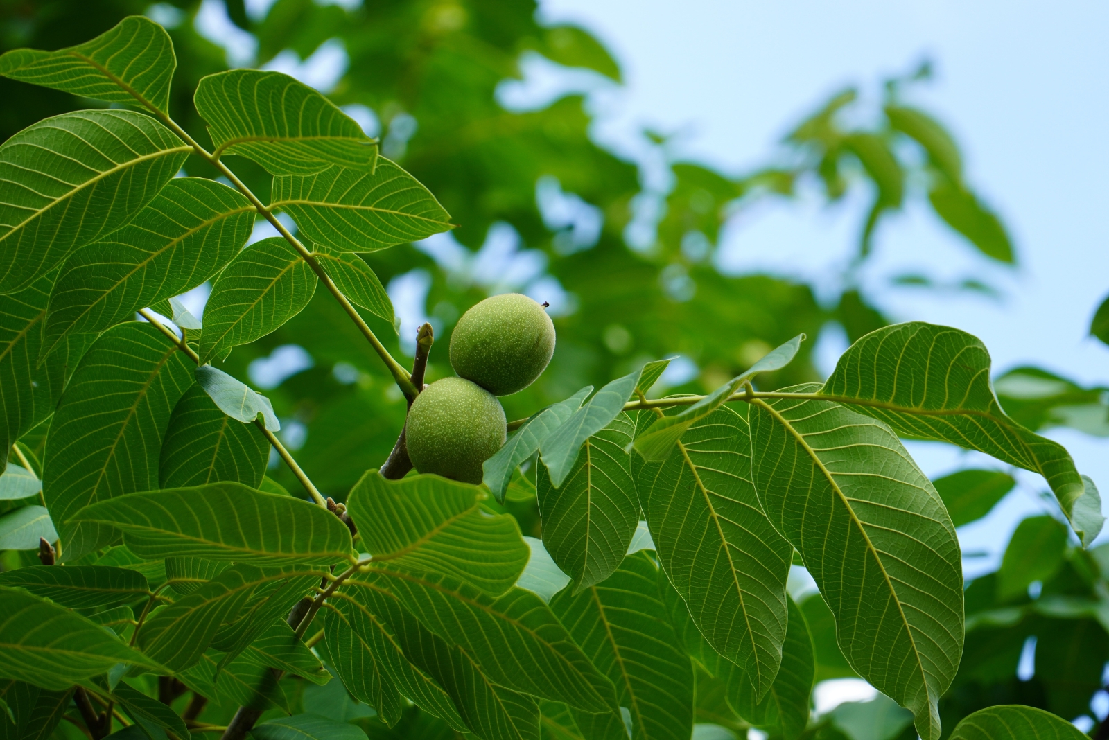 Toxic Trees Georgia Homeowners Need To Watch Out For