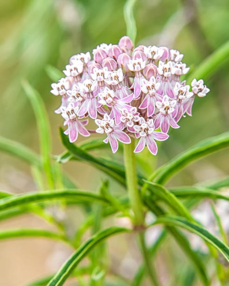Narrowleaf Milkweed (Asclepias fascicularis)