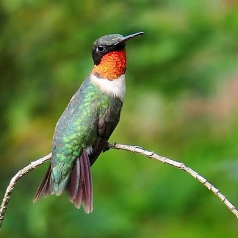 Provide Perching Spots