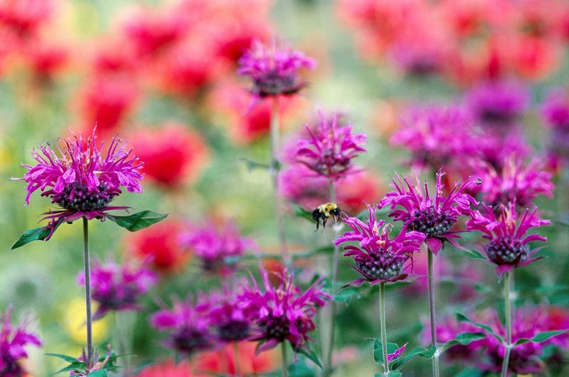 Add Natural Nectar Sources Alongside Feeders