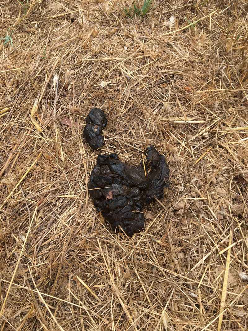 Scat Examination