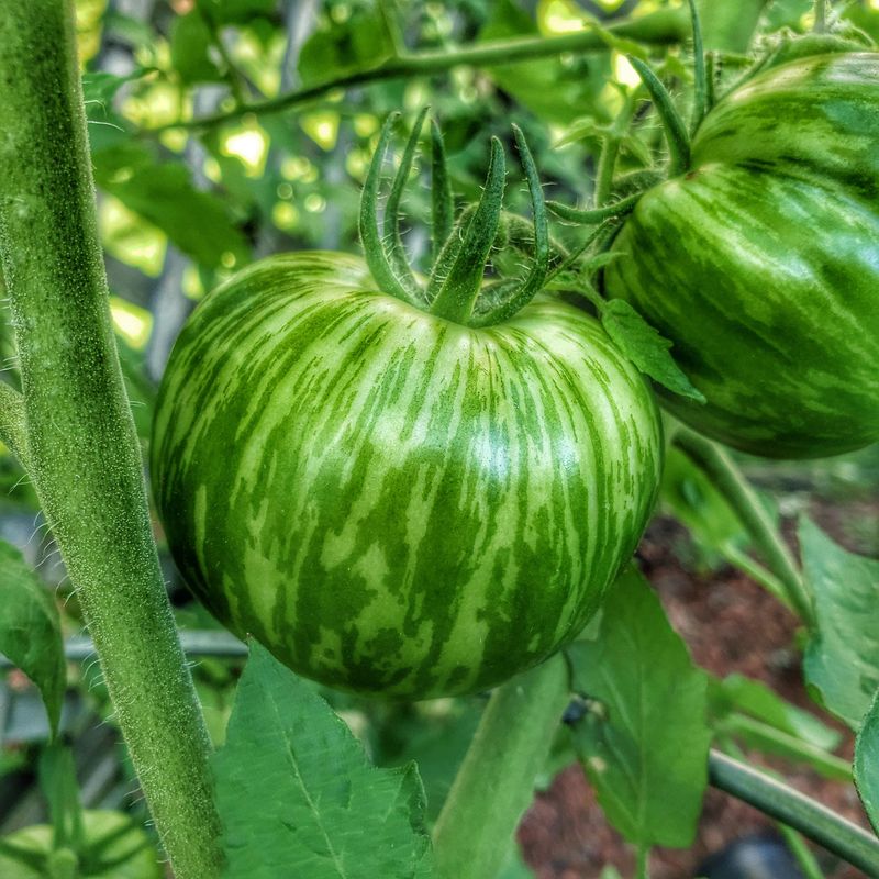 Green Tomato Face Mask