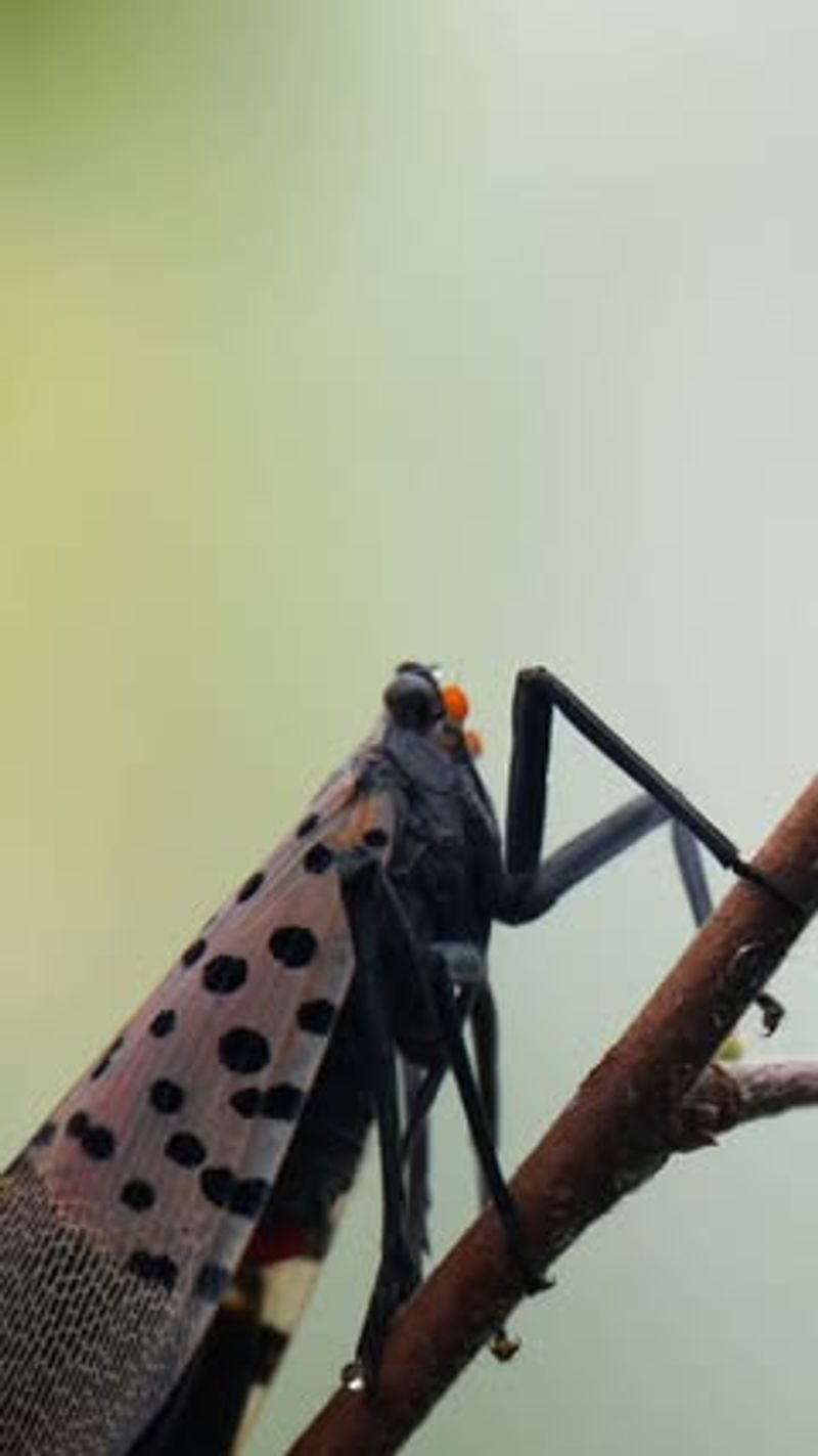 Insect Population Control