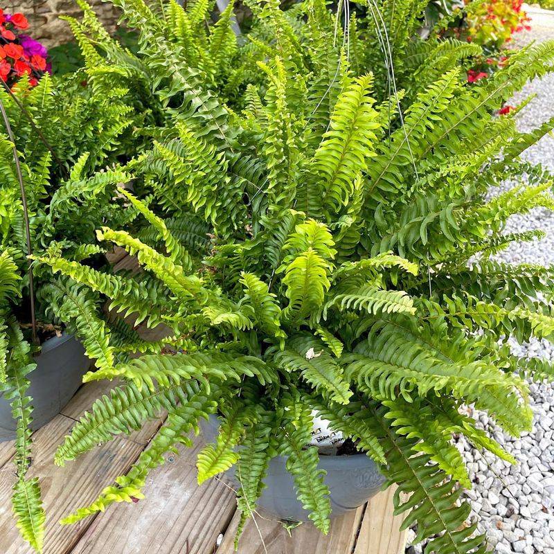 Vintage Boston Fern