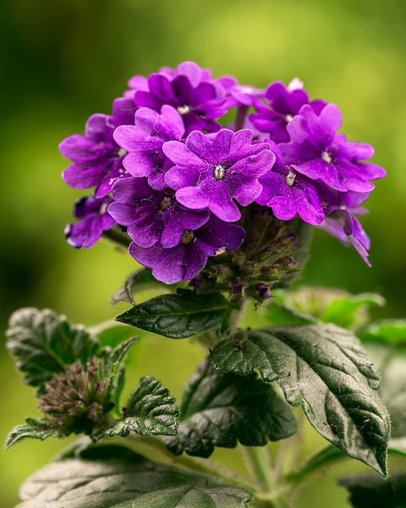 Verbena 'Homestead Purple'