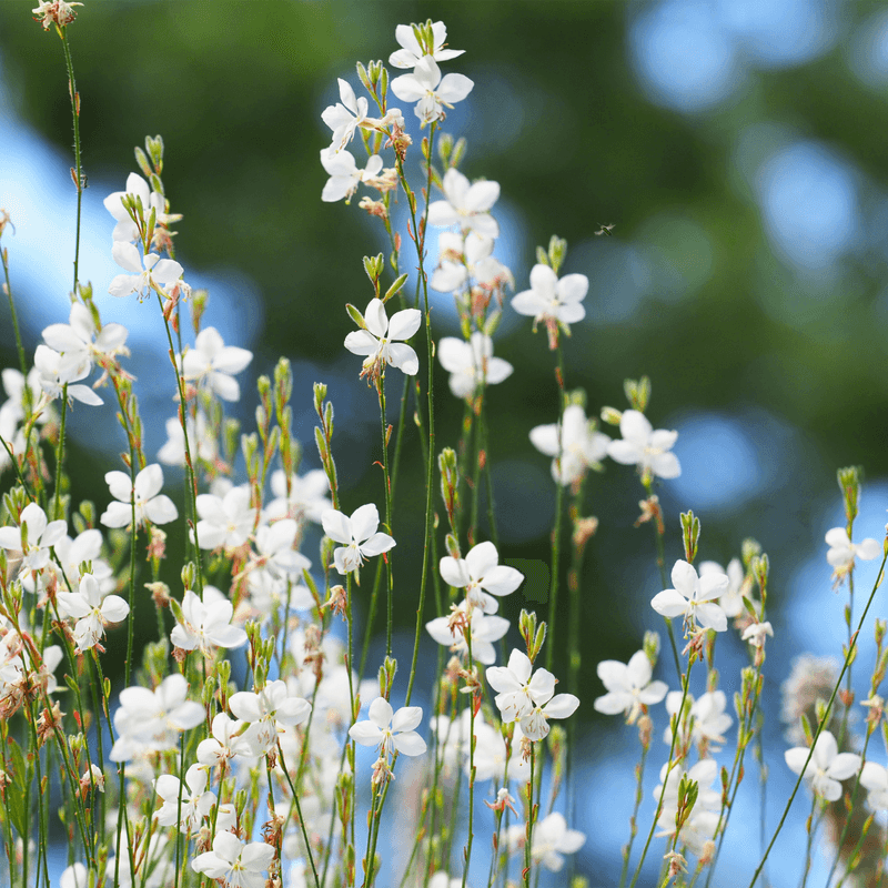 Gaura
