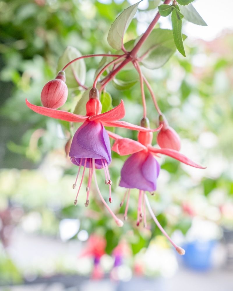 Fuchsia: Dangling Jewels For Hummingbirds