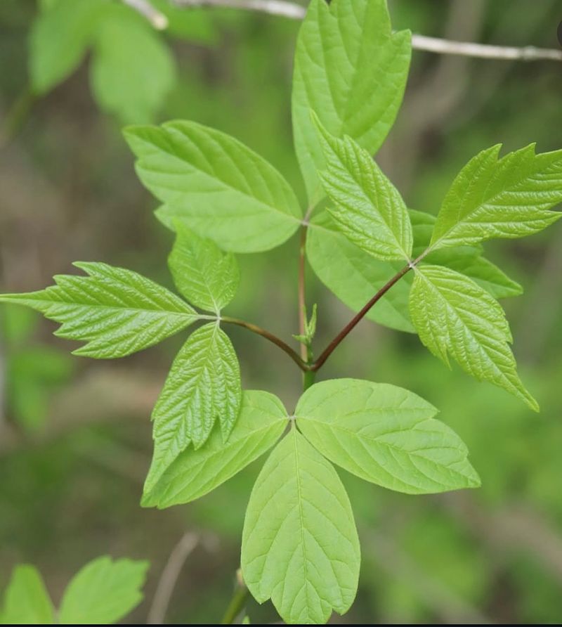 Dangerous Box Elder
