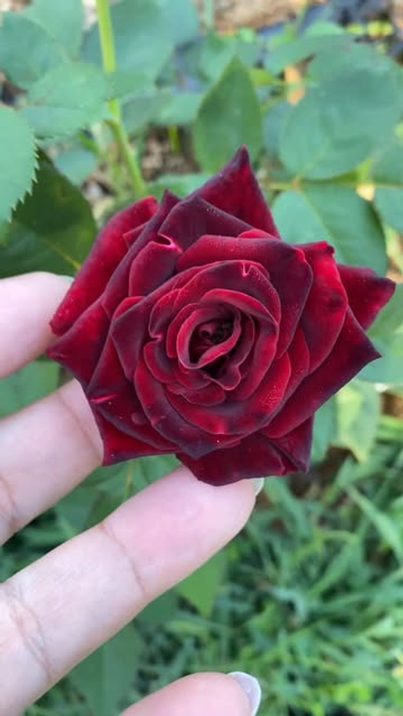 Rose Care For Winter Strength