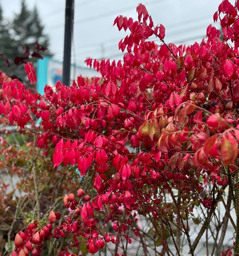 Burning Bush: The Fall Color That Fell From Favor