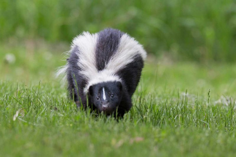 Skunks: Fragrant Night Visitors