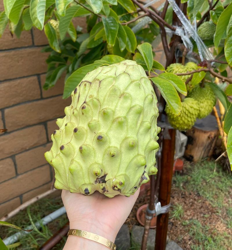 Fussy Cherimoya