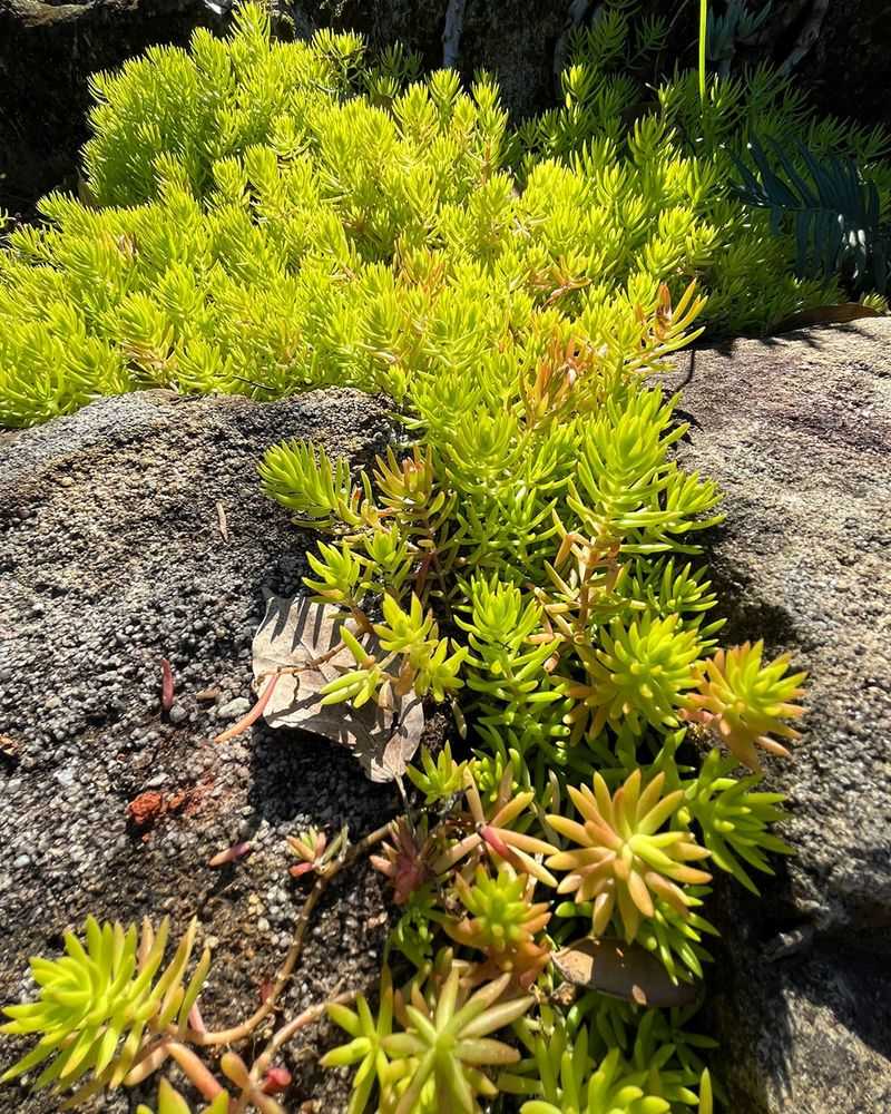 Angelina Sedum - Sunshine In Plant Form