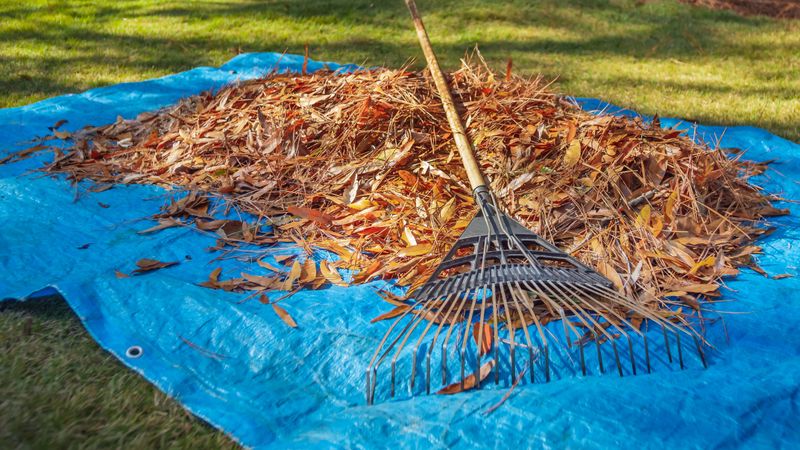 Rake And Repurpose Fallen Leaves