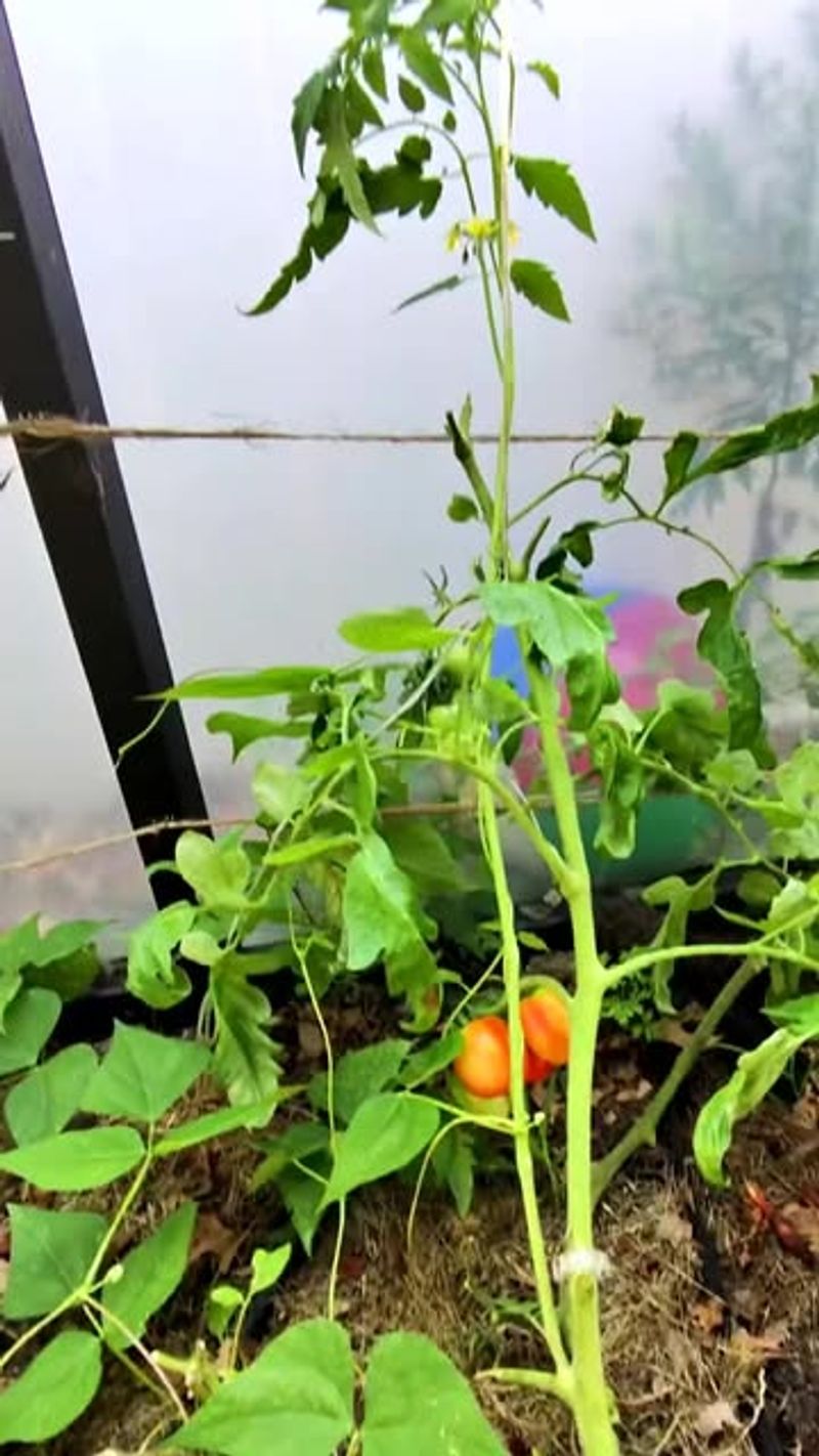 Uproot Entire Plants